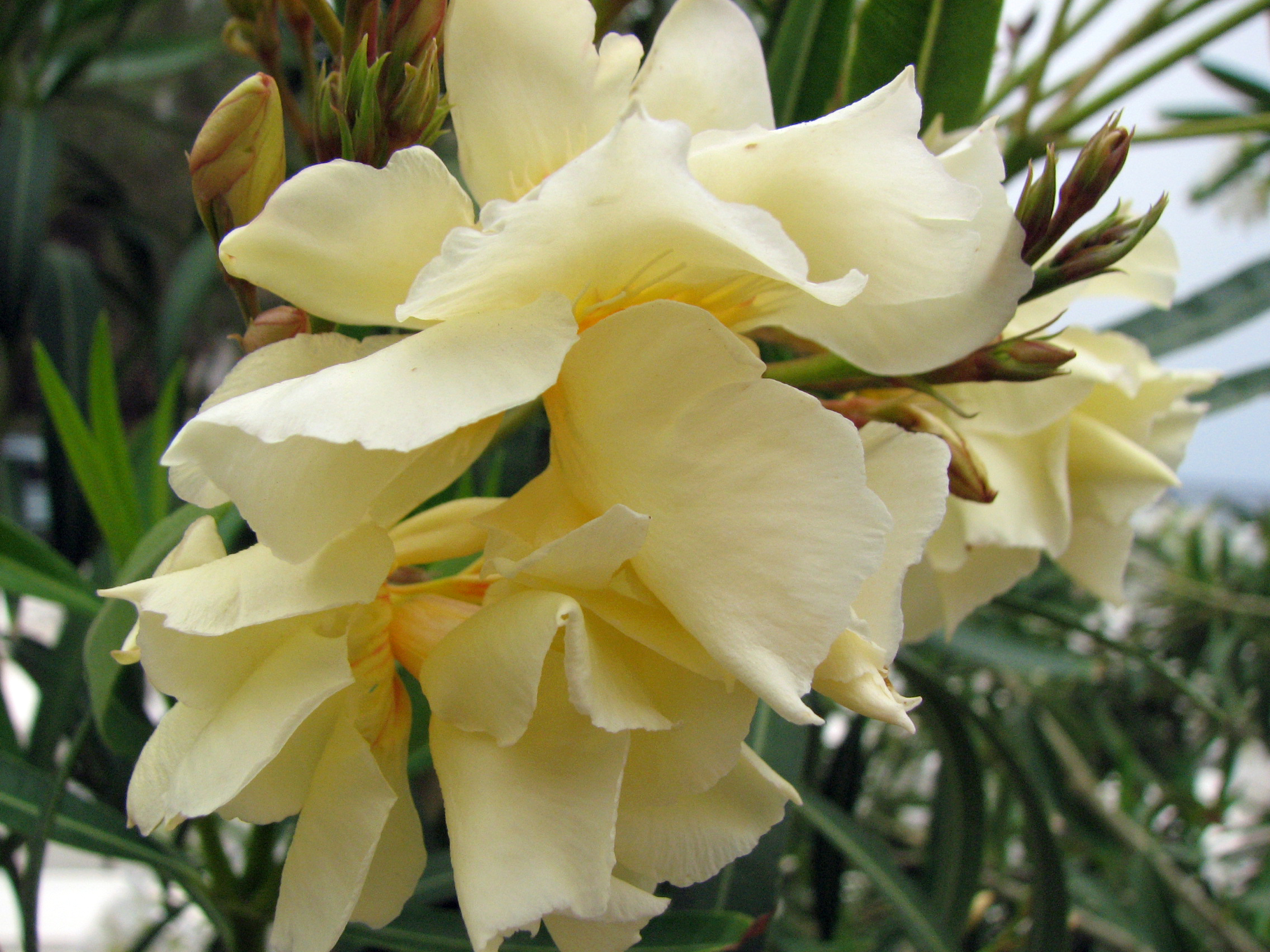 Oleander