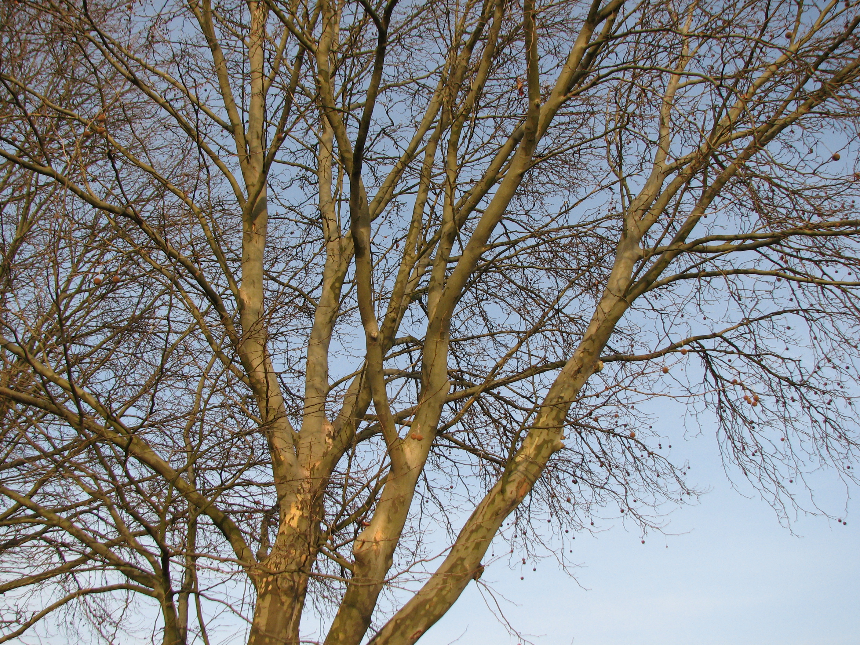Morgenländische Platane
