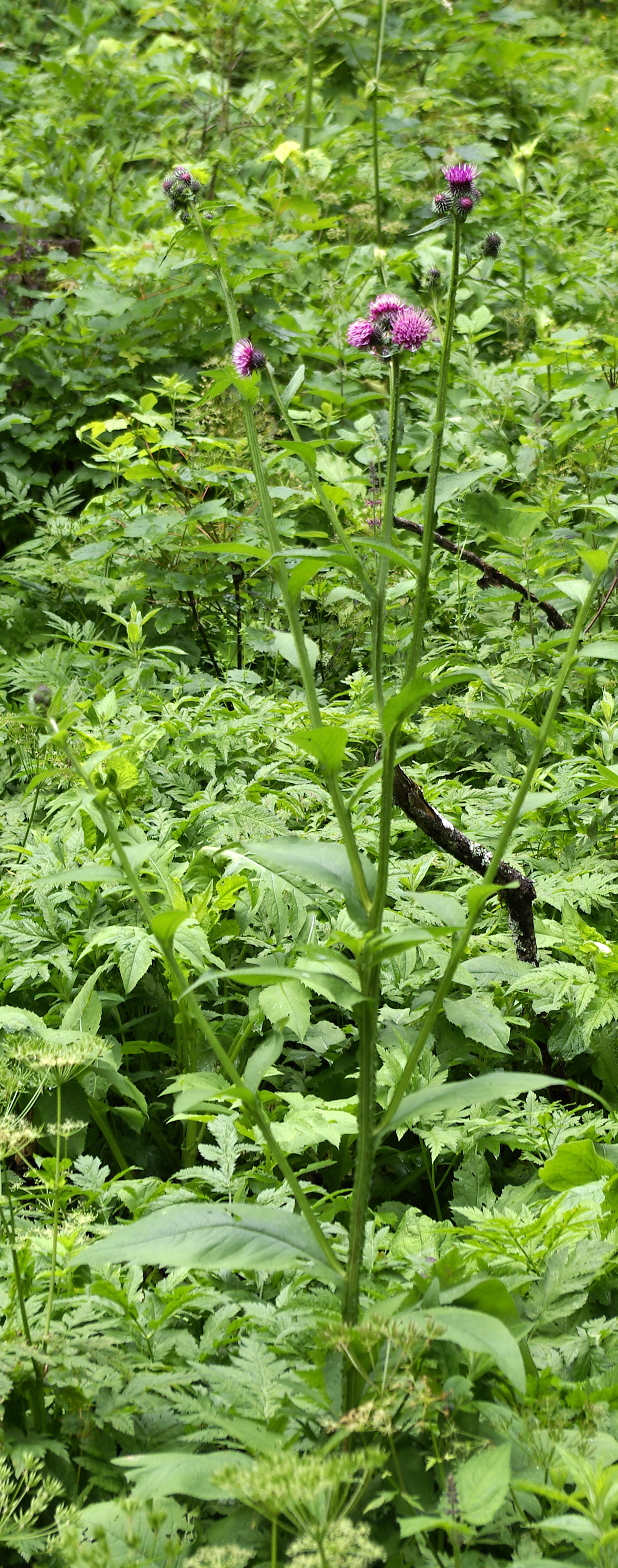 Klettendistel