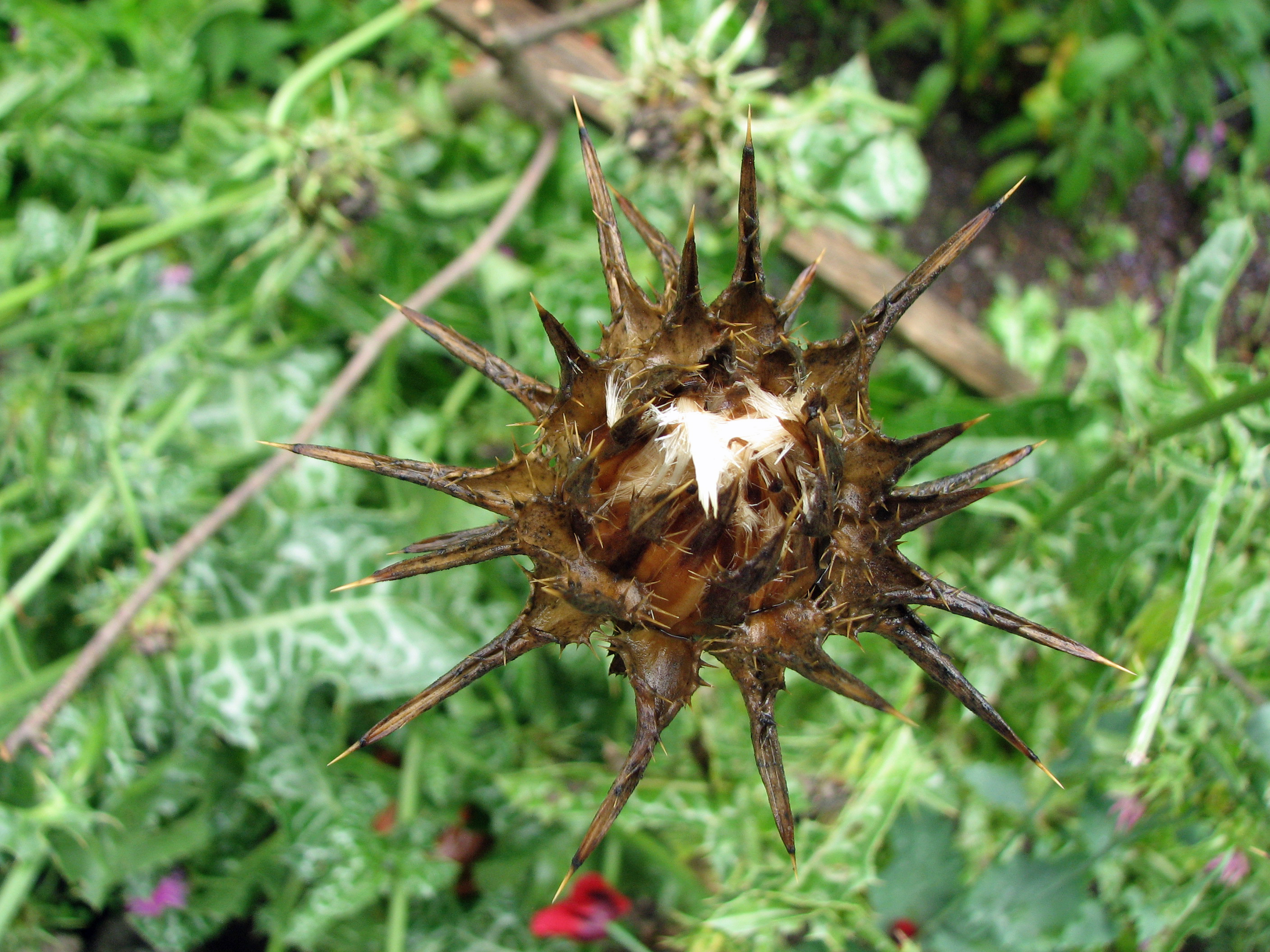Mariendistel