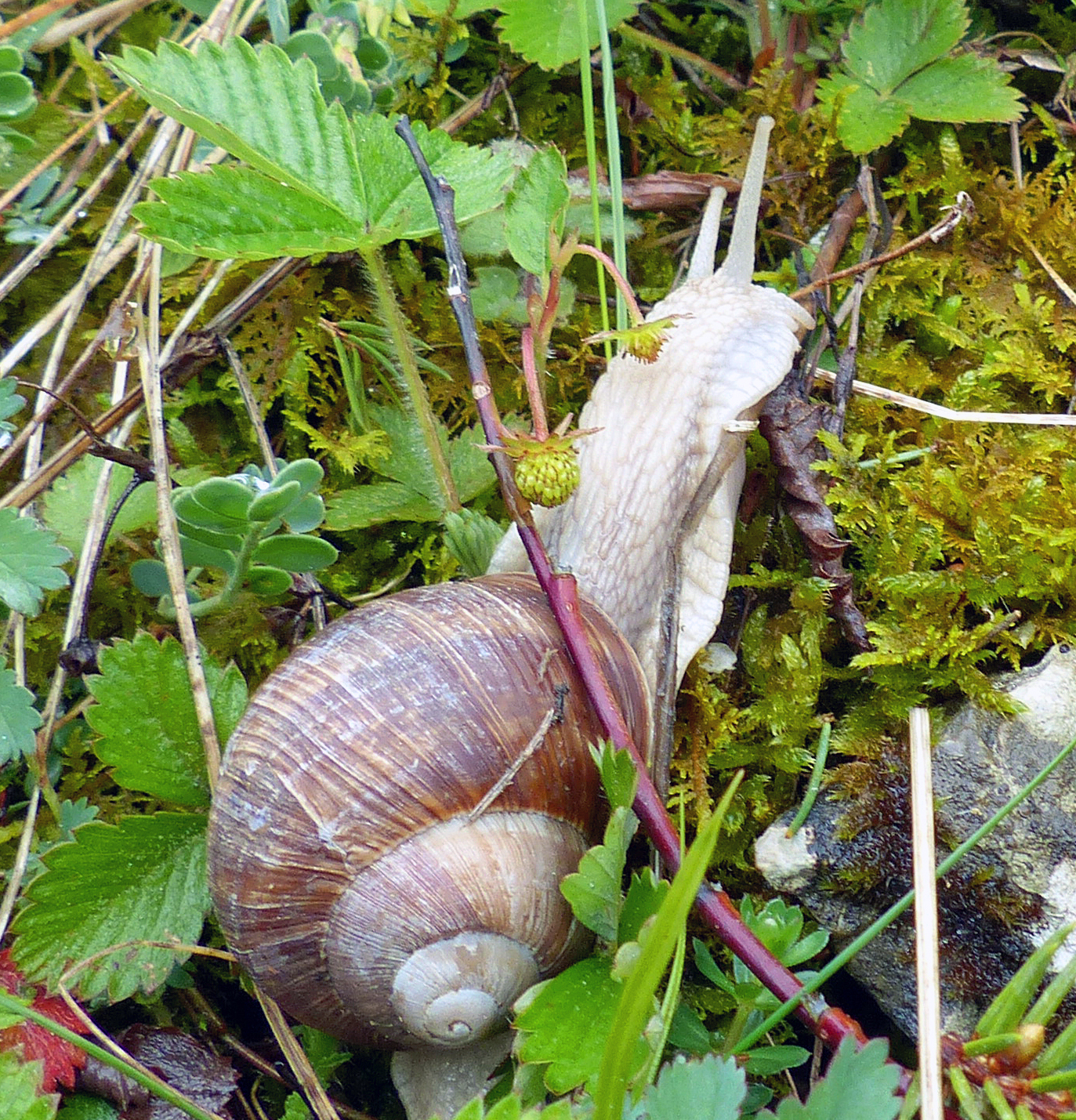 <p><em>Weinbergschnecken </em>bevorzugen, wie das Fotos zeigt, nicht Erdbeeren, sondern Algenbewüchse.</p>