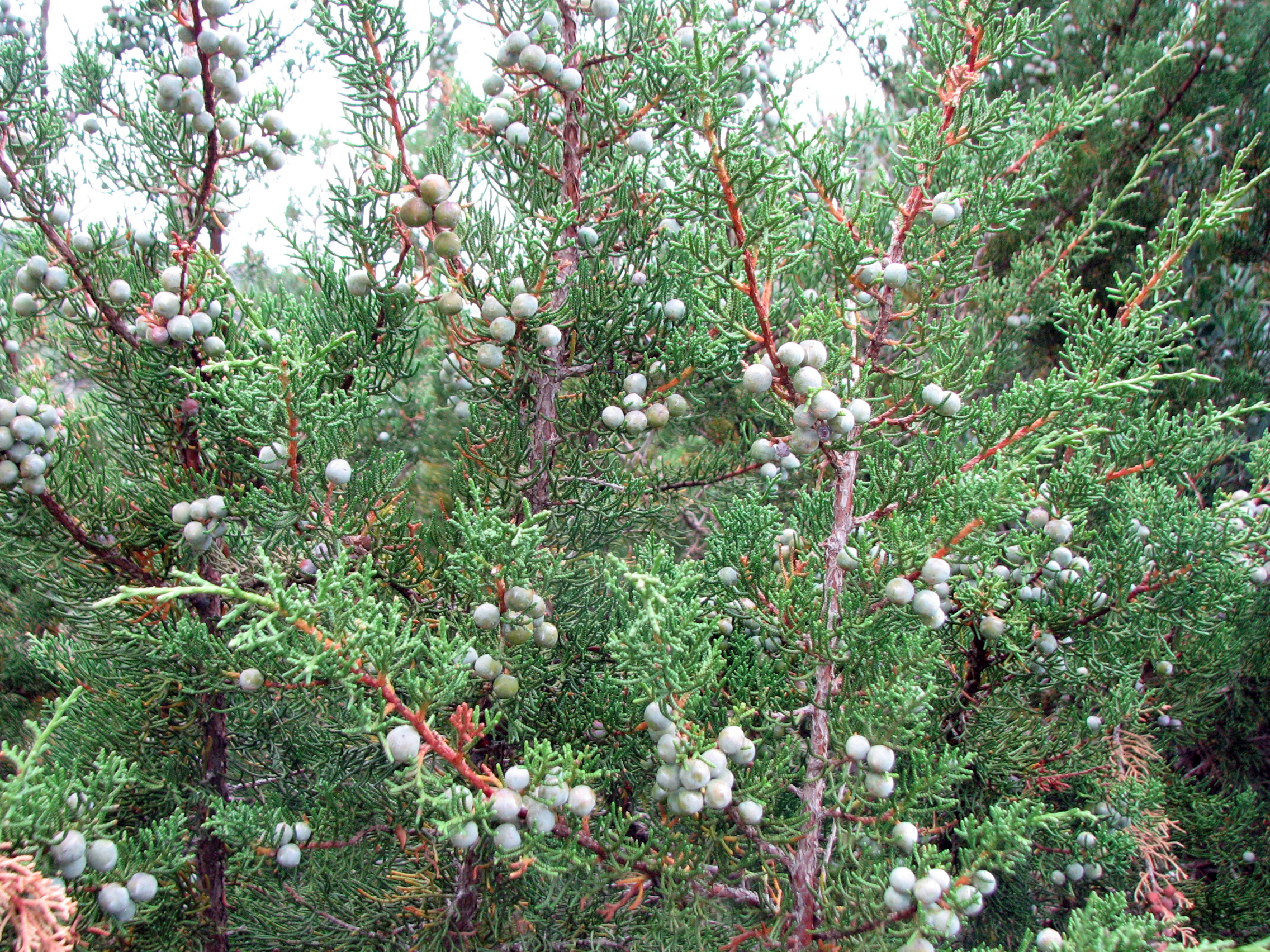 Phönizischer Wacholder