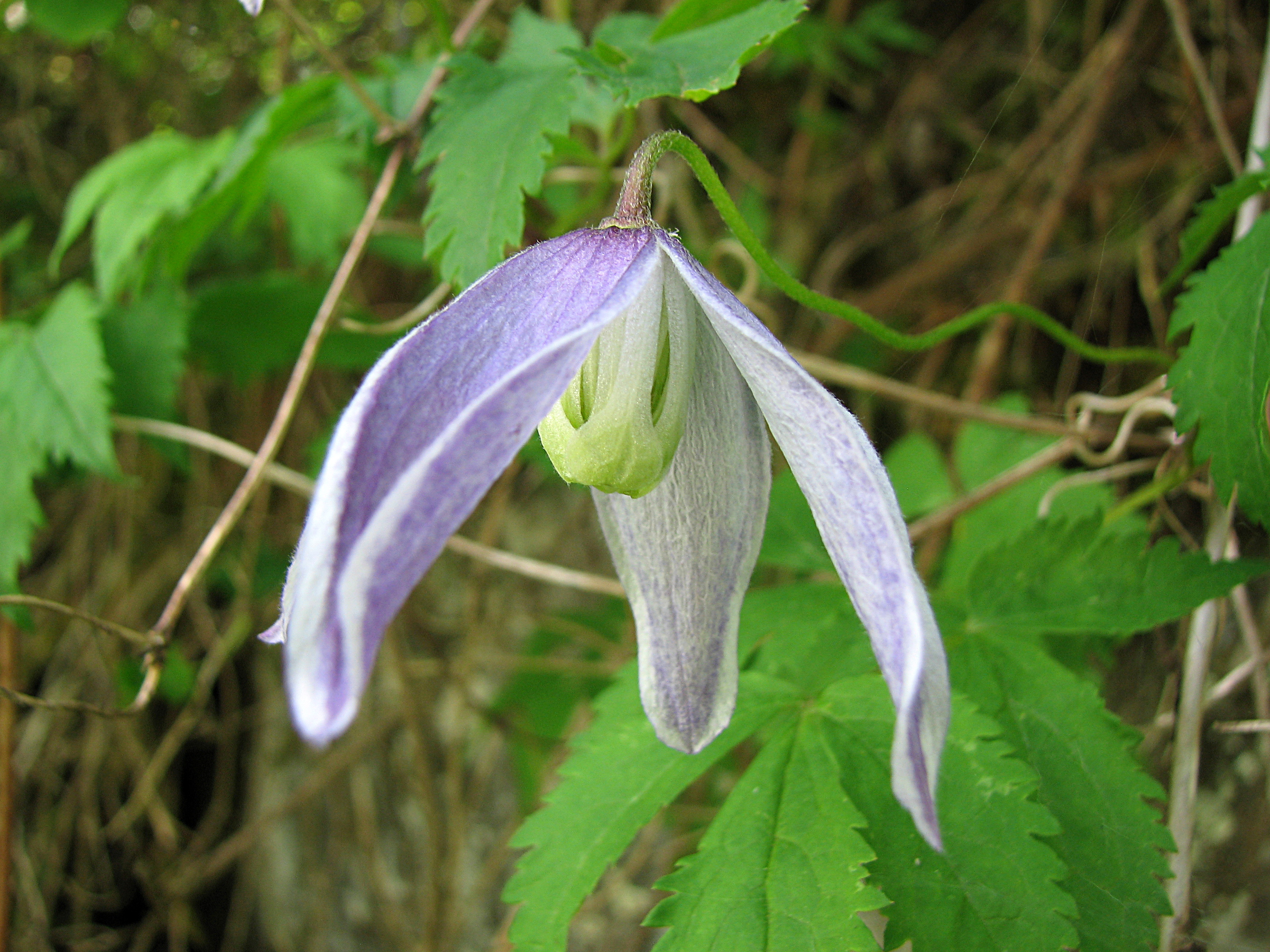 Clematis