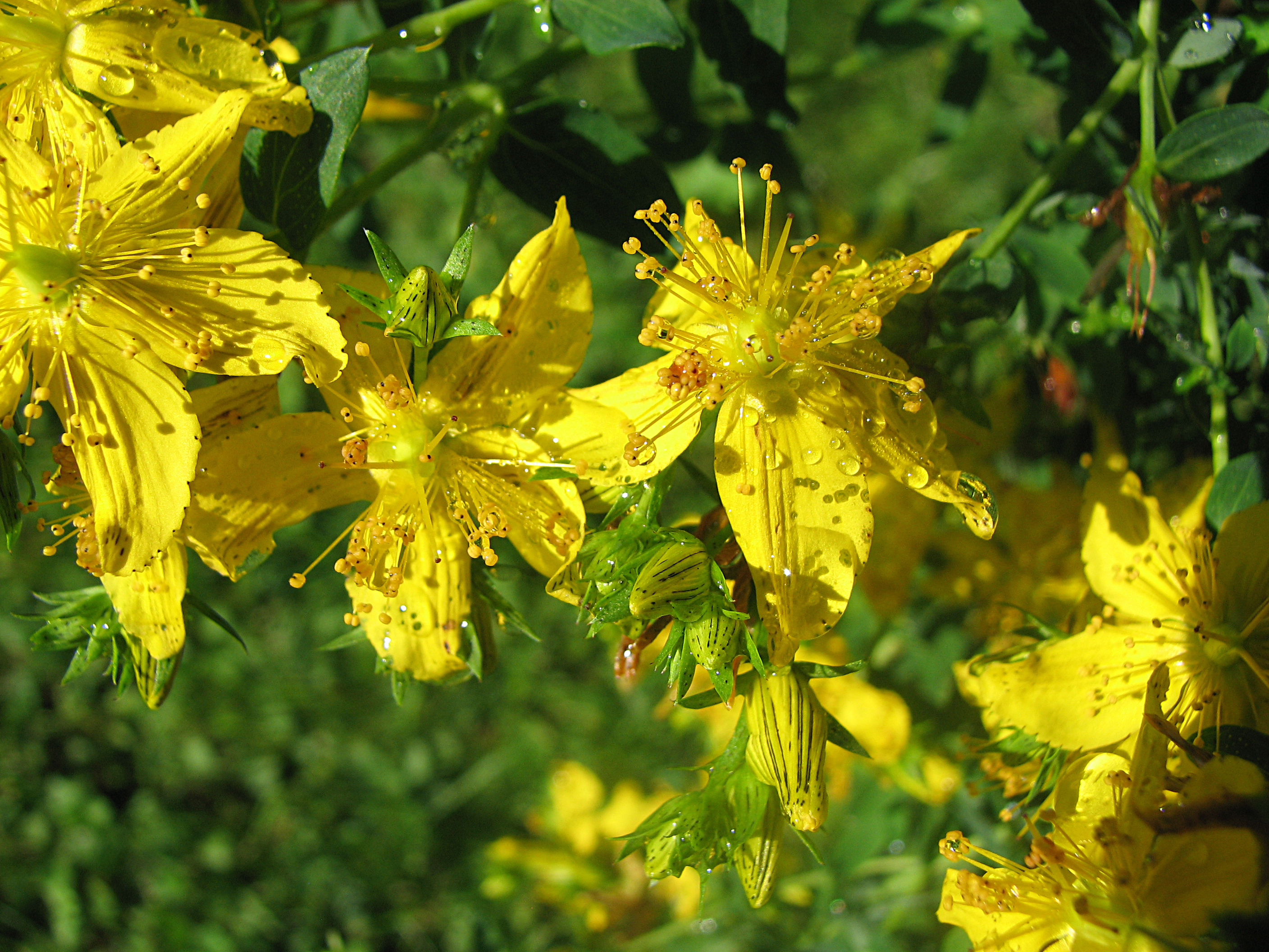 Echtes Johanniskraut