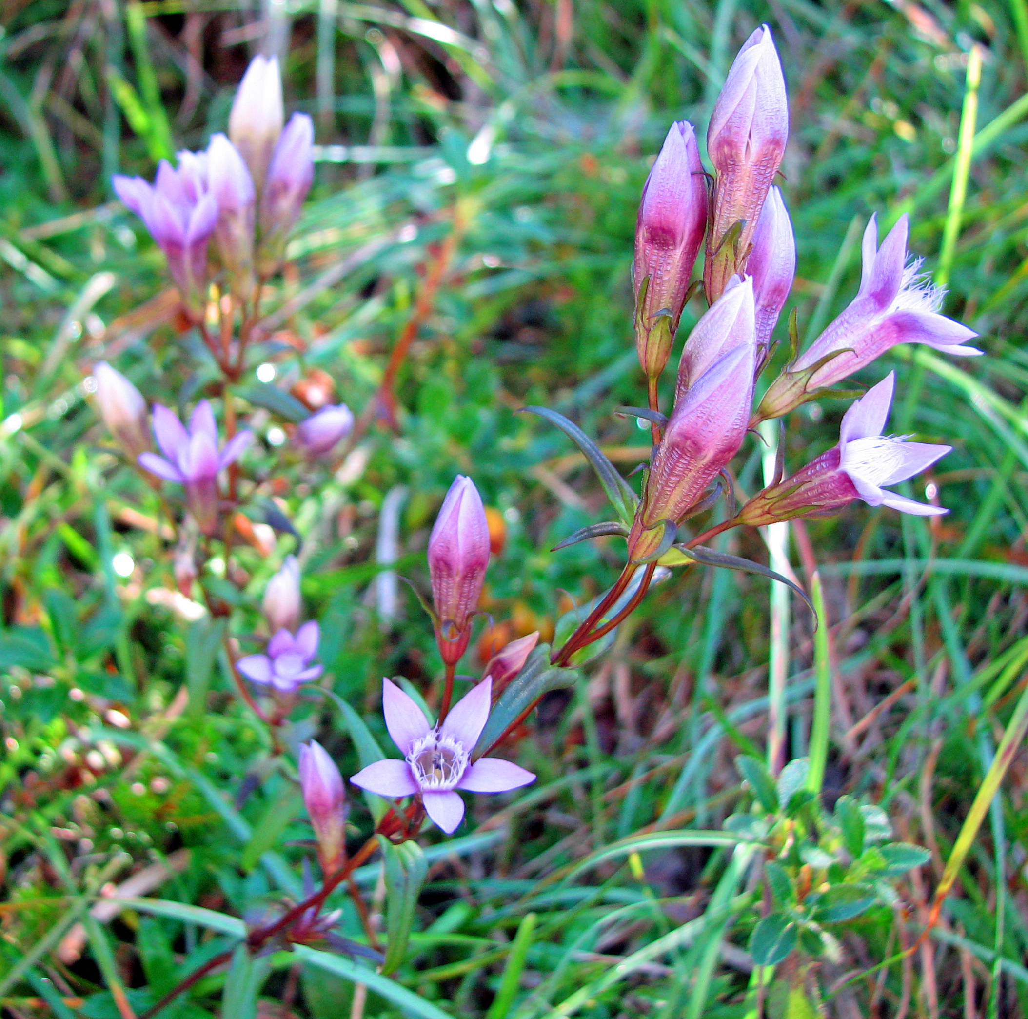 Bitterer Fransenenzian