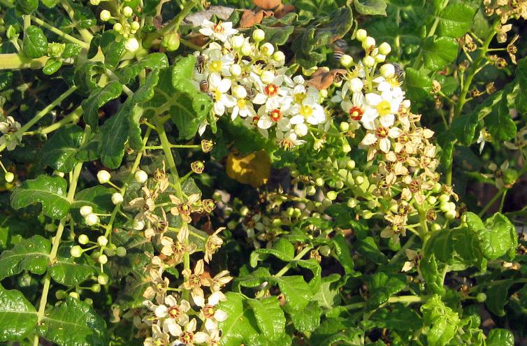 Blüten des Weihrauchbaumes Boswellia sacra. Foto Dr. Kurt