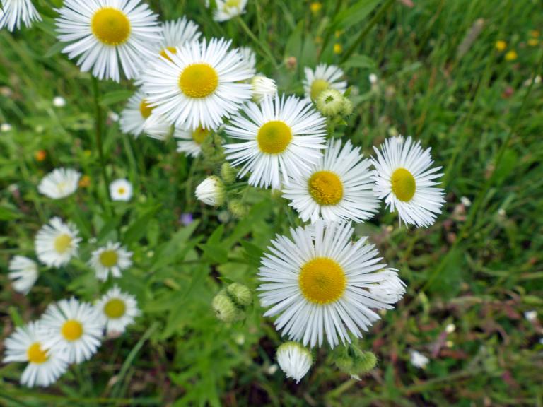 Einjähriges Berufkraut, Erigeron annuus