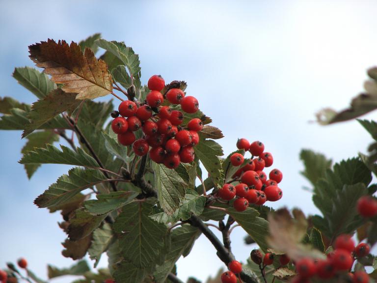 Schwedische Mehlbeere, Sorbus intermedia hybrida