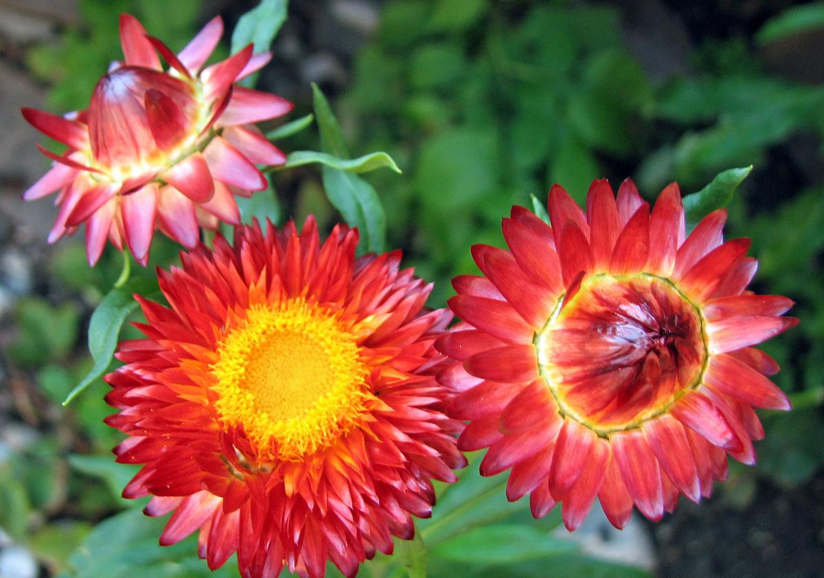 GartenStrohblume, Helichrysum bracteatum