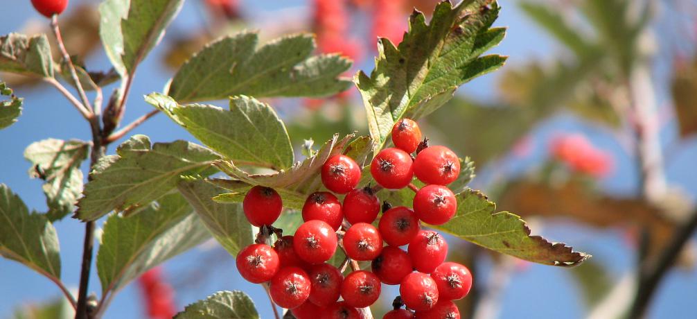 Schwedische Mehlbeere, Sorbus intermedia hybrida